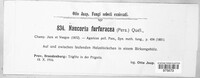 Tubaria furfuracea image